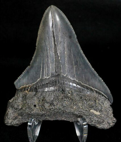 Serrated Megalodon Tooth - South Carolina #18423